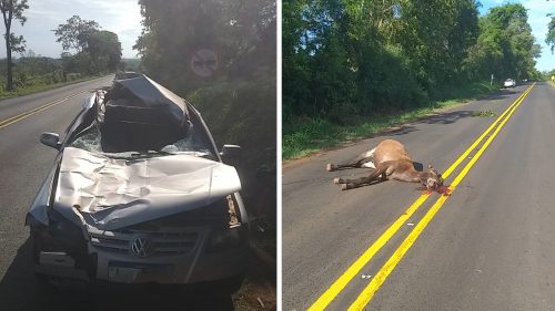 Imagem referente a Cavalo morre atropelado na PR-317; mulher ficou ferida