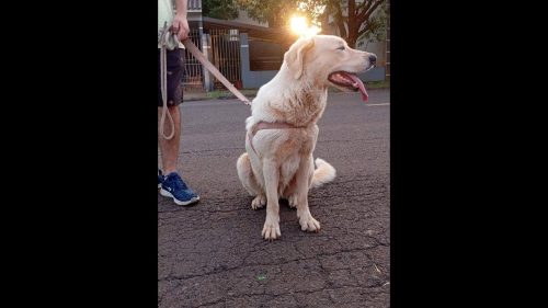 Imagem referente a Cachorra é encontrada no bairro Santa Felicidade