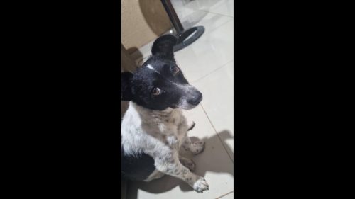 Imagem referente a Cachorro Bilu desapareceu no bairro Cataratas