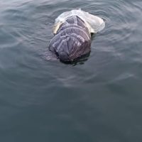 Imagem referente a Suspeito de matar e esquartejar Cleiton no Lago de Itaipu é preso após investigação detalhada