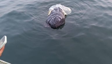 Imagem referente a Suspeito de matar e esquartejar Cleiton no Lago de Itaipu é preso após investigação detalhada