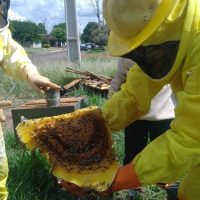 Imagem referente a Defesa Civil retira mais um enxame de abelhas em Cascavel