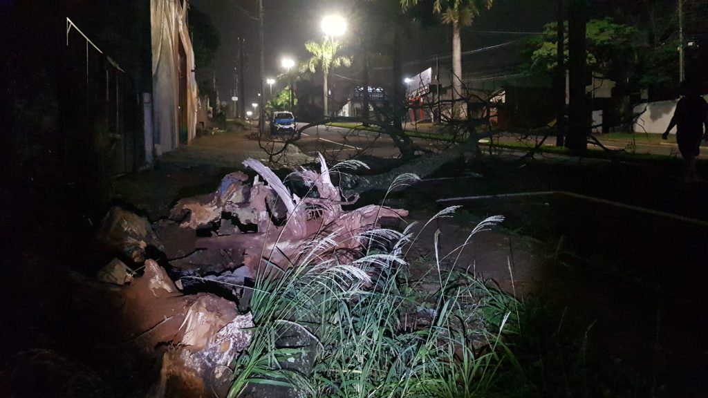Árvore cai e interdita pista da Avenida Brasil no Coqueiral