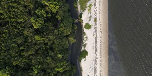 Imagem referente a Manguezais têm potencial de gerar R$ 49 bilhões em crédito de carbono