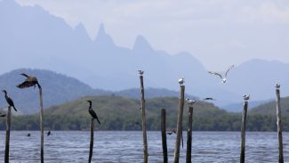 Mangue conservado transforma pescadores em guias de turismo