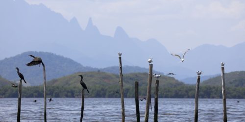 Imagem referente a Mangue conservado transforma pescadores em guias de turismo