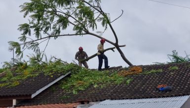 Imagem referente a Bombeiros cortam árvore que caiu em residência no Cascavel Velho