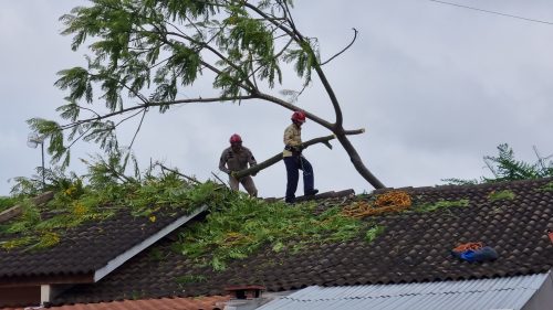 Imagem referente a Bombeiros cortam árvore que caiu em residência no Cascavel Velho