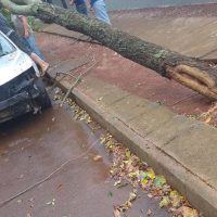 Imagem referente a Árvore cai sobre veículo no bairro Santa Felicidade