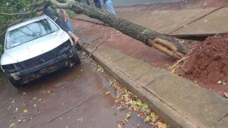 Árvore cai sobre veículo no bairro Santa Felicidade