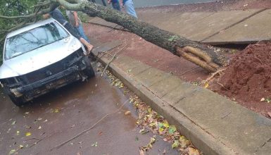 Imagem referente a Árvore cai sobre veículo no bairro Santa Felicidade