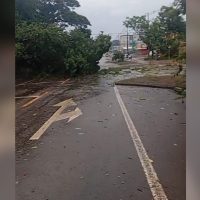 Imagem referente a Temporal causa estragos na Avenida Piquiri: árvore e poste caem e interditam via