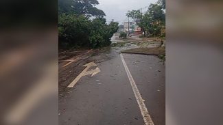 Temporal causa estragos na Avenida Piquiri: árvore e poste caem e interditam via