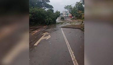 Imagem referente a Temporal causa estragos na Avenida Piquiri: árvore e poste caem e interditam via