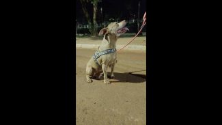 Imagem referente a Cachorra Mary Jane desapareceu no bairro Santa Felicidade