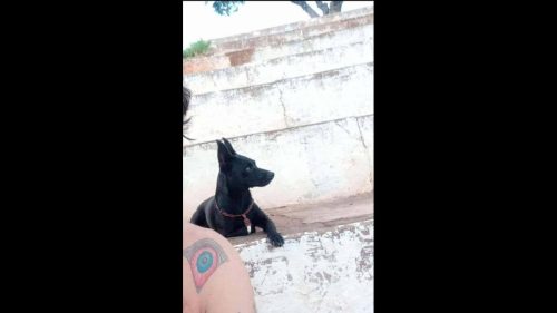 Imagem referente a Cachorra Neguinha desapareceu no bairro Santo Onofre