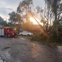 Imagem referente a Galhos caem e interditam Rua Orlando Vasconcelos