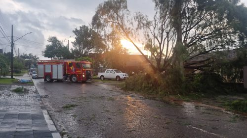 Imagem referente a Galhos caem e interditam Rua Orlando Vasconcelos