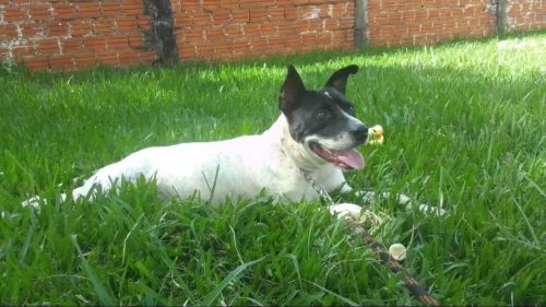 Imagem referente a Cachorra Maçã desapareceu no bairro Pioneiros Catarinenses (ofereço recompensa )