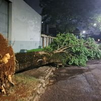 Imagem referente a Árvore de grande porte cai na Rua Belém, no bairro Cancelli