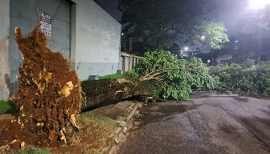 Imagem referente a Árvore de grande porte cai na Rua Belém, no bairro Cancelli