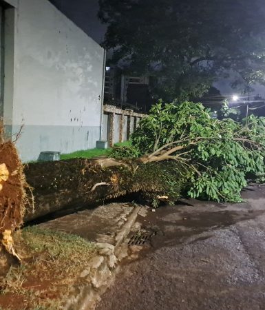 Imagem referente a Árvore de grande porte cai na Rua Belém, no bairro Cancelli