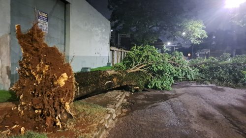 Imagem referente a Árvore de grande porte cai na Rua Belém, no bairro Cancelli