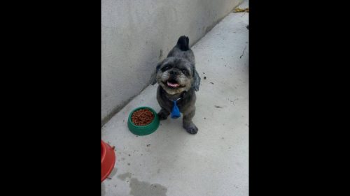 Imagem referente a Cachorro Frederico desapareceu no bairro Jardim Veneza