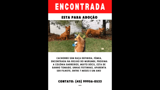 Imagem referente a Cachorra é encontrada no bairro Morumbi