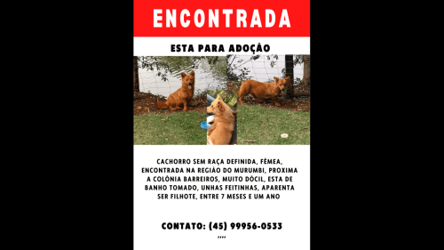 Imagem referente a Cachorra é encontrada no bairro Morumbi