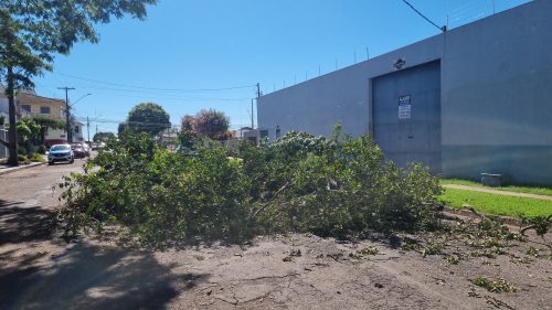 Imagem referente a Árvore que caiu durante o temporal permanece obstruindo via no Cancelli