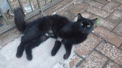 Gata é encontrada no bairro Centro