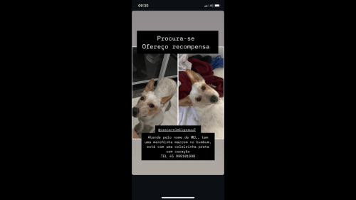 Cachorra Mel desapareceu no bairro Universitário