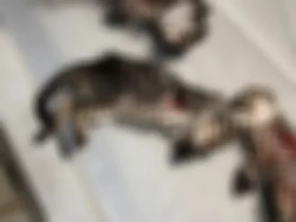 Imagem referente a Investigação aponta que cães, e não humanos, mutilaram filhotes de gatos em Apucarana