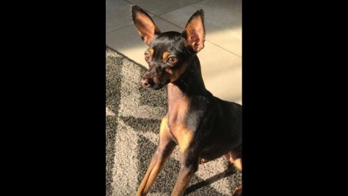 Cachorra Lua desapareceu no bairro Esmeralda