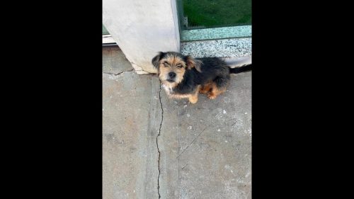 Cachorro é encontrado no bairro Pioneiros Catarinenses