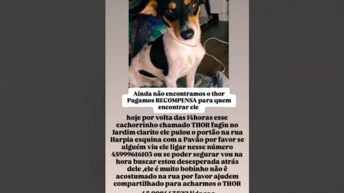 Cachorro Thor desapareceu no bairro Clarito