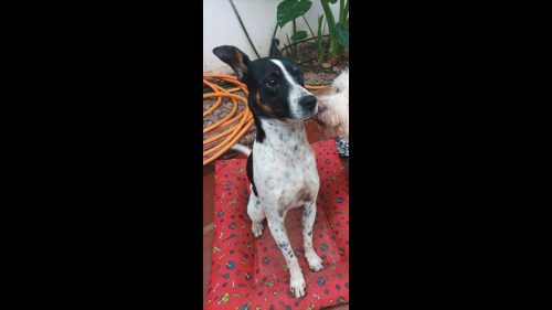 Cachorro é encontrado no bairro Maria Luiza