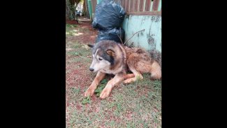 Imagem referente a Cachorro é encontrado no bairro Esmeralda