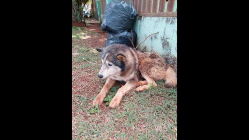 Cachorro é encontrado no bairro Esmeralda