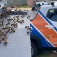 Imagem referente a Defesa Civil faz remoção de enxame de abelhas na Região do Lago