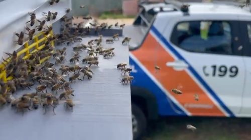 Imagem referente a Defesa Civil faz remoção de enxame de abelhas na Região do Lago