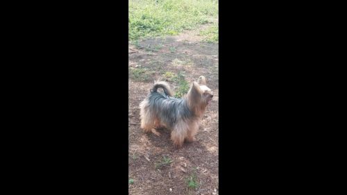 Cachorro Hulk desapareceu no bairro Florais do Paraná