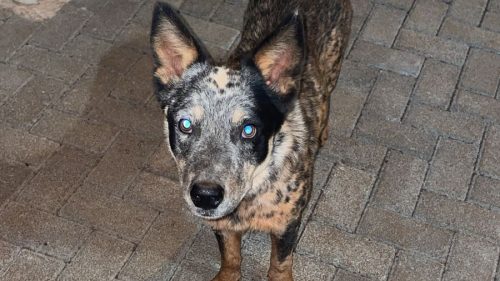 Cachorro é encontrado no bairro Vista Linda