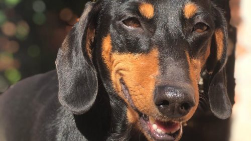 Imagem referente a Cachorro Napoleão desapareceu no bairro Morumbi