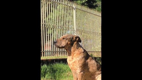 Imagem referente a Cachorra Masha desapareceu no bairro Cascavel Velho