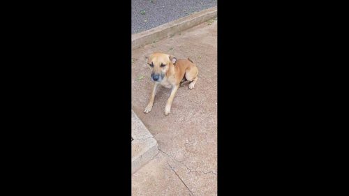 Cachorro Thor desapareceu no bairro Parque São Paulo