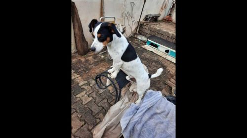 Cachorro Óto desapareceu no bairro Parque Verde