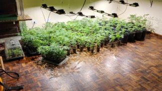 PMPR descobre estufas com 327 pés de maconha em Curitiba e apreende fuzil no Litoral