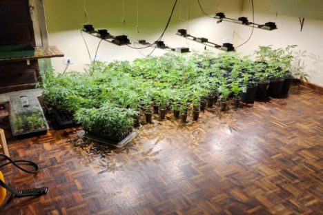 Imagem referente a PMPR descobre estufas com 327 pés de maconha em Curitiba e apreende fuzil no Litoral